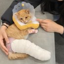 대구착한동물병원 | 고양이 골절 수술 [중산 메디컬 동물병원/외과 전문 선생님/대구,경산 동물병원 리얼 후기/내돈내산 후기]