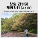 푸른공원 | [4/19 개화상태] 창원 겹벚꽃 실시간 후기ㅣ늘푸른전당&amp;어린이교통공원 꽃비 내려요