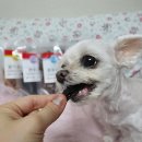 애니멀 쉐프 이미지