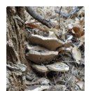 ﻿한 겨울의 버섯 아카시아흰구멍버섯 이미지
