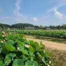 함안연꽃테마파크 | 7월말 함안 연꽃테마파크 후기(짱짱 더움)