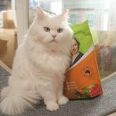 벳츠라이프 | 고양이면역력사료 벳츠 컴플리트 라이프 캣 - 캥거루사료 후기