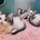 똥강아지 김해 강아지분양 고양이분양 이미지