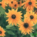 루드베키아 이미지