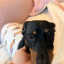 밀크숑 애견샵 | [부산/북구] 부산 대형 애견용품샵 애견용품백화점 강아지유모차 최대구비 ! 핫한 강아지용품이 많은...