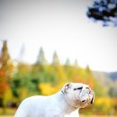 써클켄넬 이미지