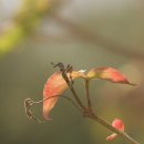 산딸낭 이미지