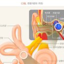 이석증 뜻 전조증상 검사 낫는법 운동 이미지