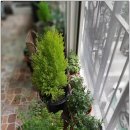 허브나무 이미지