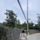 꼰떼 이미지