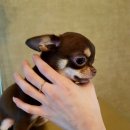 티제이 펫 이미지