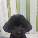 플러스애견미용실 이미지