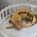 개단장 | 새해맞이 크레스티드 게코 사육장 새 단장