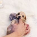 라페스타 동물병원 이미지