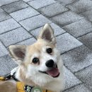 행복한 강아지 | 행복한 강아지의 내돈내산 눈물 개선 후기 🐶💧