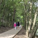 [미국 텍사스 여행기 (3)] 오스틴 바톤 스프링스 풀 (Barton Springs Pool) 이미지
