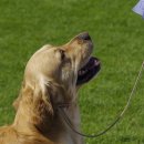 이삭애견훈련소 이미지