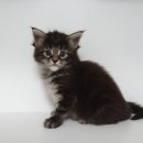 마마캐터리 이미지