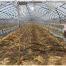 월성농장 이미지