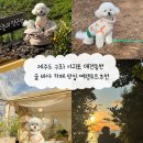 상효동-3 | 제주도 구좌 서귀포 애견동반 숲 바다 카페 맛집 여행루트추천