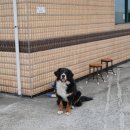 동귀주유소 이미지