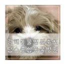 천동물병원 | 김해동물병원 추천 탑스동물병원 첫 입문 후기
