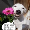 해피 이미지