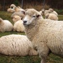횡계2리 | 강원 평창 / 대관령 삼양목장