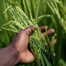 신읍5일장 이미지