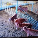 신호축사 이미지