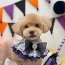 하이슈슈 이미지