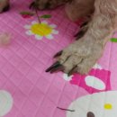 미라클 동물병원 이미지