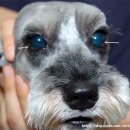 이윤권양한방동물병원 이미지