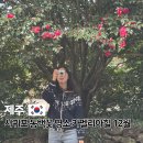 12/11 동백 선캐쳐 | 제주도 서귀포 동백꽃 명소 개화시기 카멜리아힐 할인 소요시간 12월 초 실시간