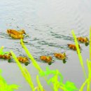 낙천그린농장 이미지