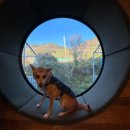 탐스럽개 이미지