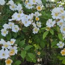 장성 남면에 봄 이미지