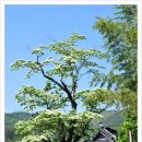 순천-36호 이미지