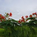 다산수정 이미지