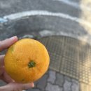 오죽김밥강릉점