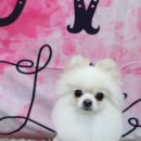 레몬이네 그루밍샵 이미지