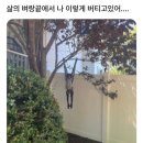 땡벌 이미지