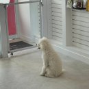 부티뽀샤 이미지