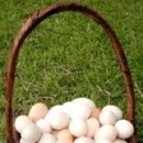 Don't put all your eggs in one basket. 이미지