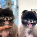 그루밍 샵 제제 이미지
