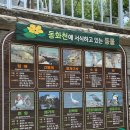 동화천자전거길 | [대구 가볼만한곳] 노란 금계국 가득한 동화천 산책로 (feat. 장미꽃 )