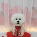 그루밍_light 이미지