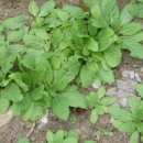 토담농장 이미지