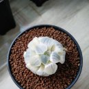 영농조합법인 가인 이미지