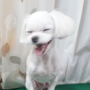 코이독(눈 내리는 강아지마을) 이미지